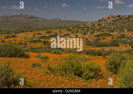 Orange Daisies (Ursinia Cakilefolia), Skilpad Nature Reserve, Namaqua Nationalparks, Namaqua Wüste, Namaqualand. Südafrika Stockfoto