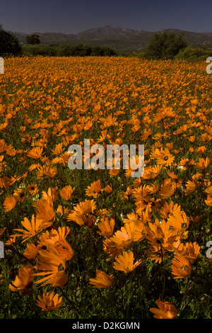 Orange Daisies (Ursinia Cakilefolia) im Skilpad Nature Reserve, Namaqua Nationalparks, Namaqua Wüste, Südafrika Stockfoto