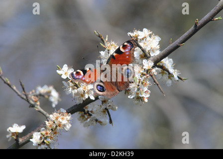Ein Pfau Schmetterling Inachis Io im Frühjahr Schwellen- und ernähren sich von Blackthorn Blüte Prunus Spinosa Herts Stockfoto