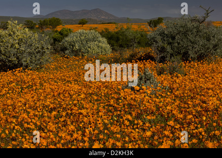 Orange Daisies (Ursinia Cakilefolia) im Skilpad Nature Reserve, Namaqua Nationalparks, Namaqua Wüste, Südafrika Stockfoto