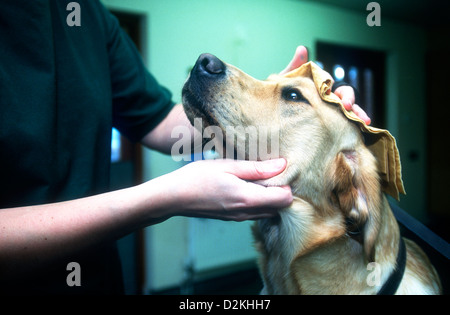 Blindenhund präparierte von Tierarzthelferin, Wokingham Training Centre, Guide Dogs for the Blind Association, UK. Stockfoto
