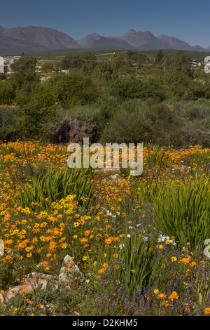 Ramskop Nature Reserve, Wildblumen in Clanwilliam, Western Cape, Südafrika Stockfoto