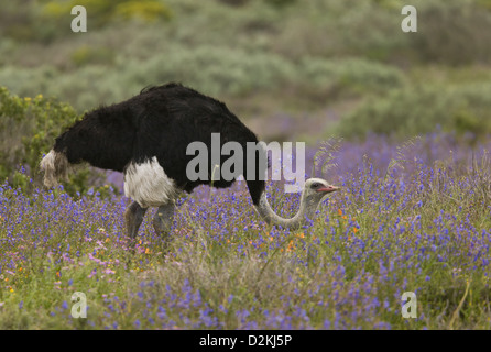 Gemeinsamen Strauß (Struthio Camelus) Fütterung unter den Frühlingsblumen, West Coast National Park, Südafrika Stockfoto