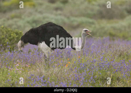 Gemeinsamen Strauß (Struthio Camelus) Fütterung unter den Frühlingsblumen, West Coast National Park, Südafrika Stockfoto