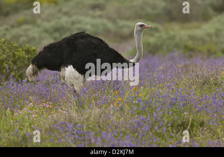 Gemeinsamen Strauß (Struthio Camelus) Fütterung unter den Frühlingsblumen, West Coast National Park, Südafrika Stockfoto