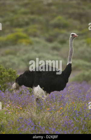 Gemeinsamen Strauß (Struthio Camelus) Fütterung unter den Frühlingsblumen, West Coast National Park, Südafrika Stockfoto