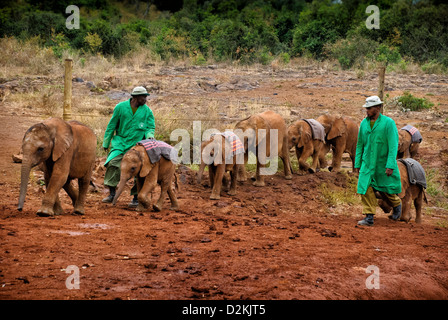 Hüter der Sheldrick Elephant Orphanage bringen gerettet verwaisten Elefanten Babys entgegen die Öffentlichkeit an der Wasserstelle, Kenia Stockfoto