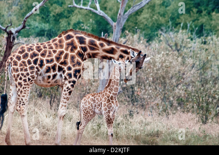 Rothschild Giraffe Mutter küssen ihr Baby Giraffe Manor, Nairobi, Kenia, Afrika Stockfoto