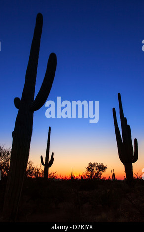 Dämmerung im Saguaro Nationalpark, Arizona, USA Stockfoto