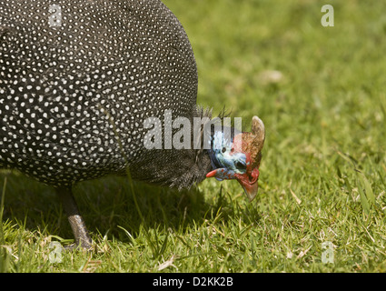 Behelmte Perlhühner (Numida Meleagris) Fütterung auf Rasen, Kirstenbosch Gardens, Cape Town, Südafrika Stockfoto