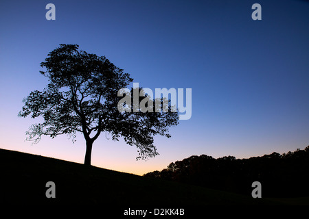 Silhouette eines Baumes bei Sonnenuntergang, Delaware, USA Stockfoto