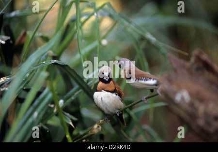 Australien, Tierwelt, Vögel, Kastanie-breasted Männchen Finch in Balz (Lonchura Castaneothorax). Stockfoto