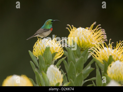 Männlichen südlichen Doppel-Kragen Sunbird (Cinnyris Chalybeus) auf grau Baum Nadelkissen (Leucospermum Conocarpodendron) Kap Stockfoto