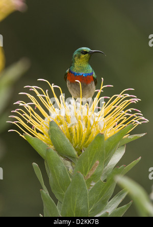 Männlichen südlichen Doppel-Kragen Sunbird (Cinnyris Chalybeus) auf grau Baum Nadelkissen (Leucospermum Conocarpodendron) Kap Stockfoto