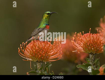 Männlichen südlichen Doppel-Kragen Sunbird (Cinnyris Chalybeus) auf Protea Nadelkissen (Leucospermum Cordifolium) Cape, Südafrika Stockfoto