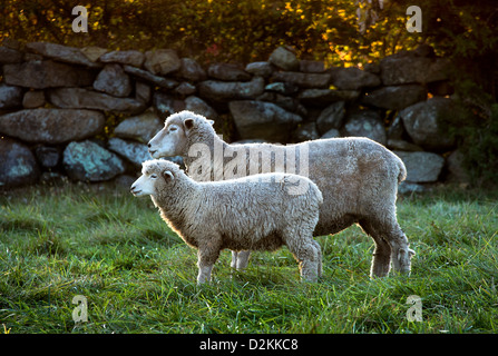 Schafe auf einer Weide, Martha's Vineyard, Massachusetts, USA Stockfoto