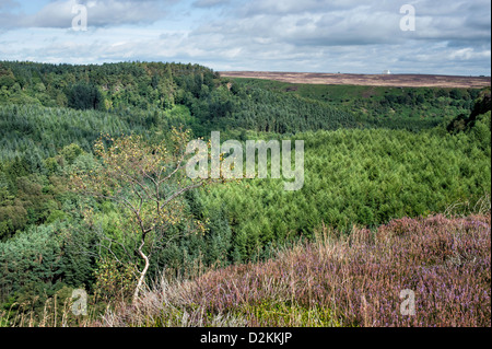 Heather in voller Blüte über die hügelige Landschaft von North York Moors an einem Sommertag in der Nähe von Levisham, Yorkshire, Großbritannien. Stockfoto