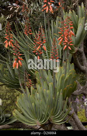 Die Fan-Aloe (Aloe Plicatilis) in Blüte, Südafrika. Ungewöhnlich, strauchartigen Sukkulenten. Stockfoto