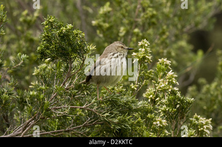 Karoo Prinia (Prinia Maculosa) thront auf Bush, Cape Town, Südafrika Stockfoto