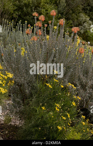 Rakete Nadelkissen (Leucospermum Reflexum) im Anbau, Kirstenbosch Gardens, Südafrika Stockfoto