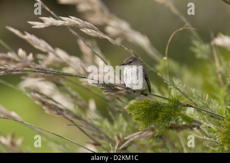 Afrikanische Dusky Flycatcher (Muscicapa Adusta) thront auf Restionaceae, Cape Town, Südafrika Stockfoto