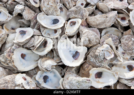 Austernschalen, verworfen. Stockfoto