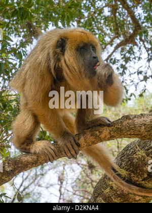 Brüllaffen, die größte neue Welt Affe, in einem Baum auf dem Marktplatz der Stadt von Santa María de Fe, Paraguay. Stockfoto