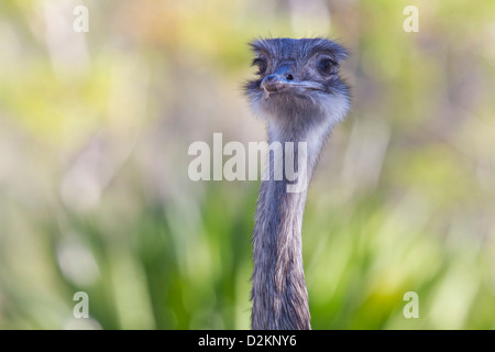 Amerikanisches oder größeres Rhea Stockfoto