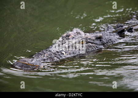 Salzwasser-Krokodil (Crocodylus Porosus). Gelbe Wasser Billabong, Kakadu-Nationalpark, Northern Territory, Australien. Stockfoto