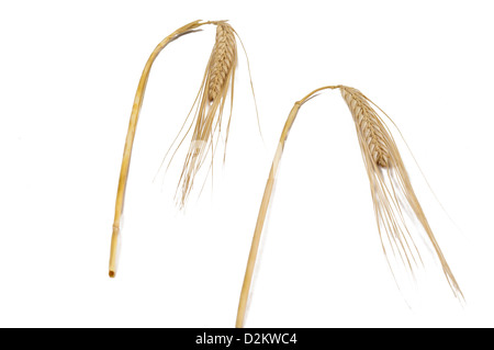 Ähren (Triticum spp.) Stockfoto