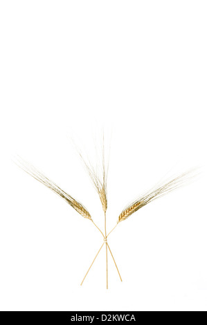 Ohren von Weizen (Triticum spp.) Sorte Senatore Cappelli Stockfoto