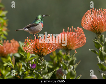 Männlichen südlichen Doppel-Kragen Sunbird (Cinnyris Chalybeus) auf Proteas (Leucospermum Cordifolium), Südafrika Stockfoto