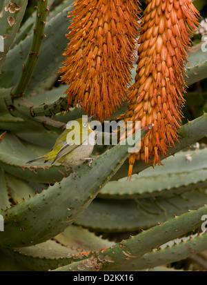 Kap White-eye (Zosterops Pallidus) Fütterung auf Kap-Aloe (Aloe Ferox) Cape Town, Südafrika Stockfoto