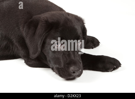 Black Labrador Retriever Welpen 3 Monate alt, isoliert auf weißem Hintergrund Stockfoto