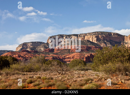 Typische Ansicht der West Sedona mit Prickly Pear Cactus in Arizona USA Stockfoto