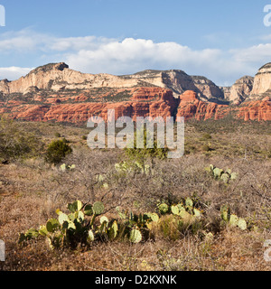 Typische Ansicht der West Sedona mit Pricklly Birne Kaktus in Arizona USA Stockfoto