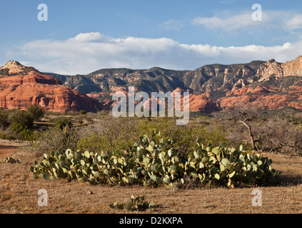 Typische Ansicht der West Sedona mit Prickly Pear Cactus in Arizona USA Stockfoto