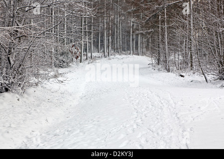 Schnee in Chawton Park Wald, Hampshire, England. Stockfoto