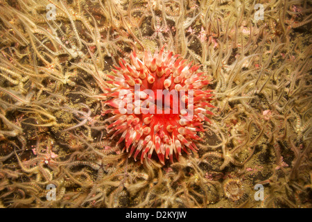 Dahlie Anemone - Urticina Felina - St Abb Marine Nature Reserve Stockfoto