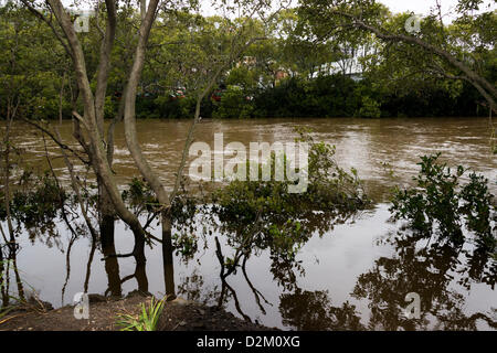 Brisbane, Australien. 28. Januar 2013. Fotos von Brisbane City in der Nachmahd des tropischen Ex-Zyklon Oswald Januar 2013.  JONATHAN AYRES / Alamy Live News Stockfoto