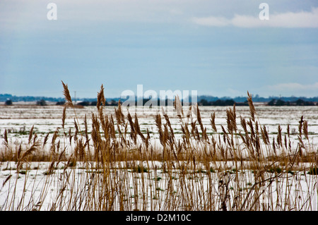 Norfolk Schilf Phragmites Australis Phragmites Communis Schnee Stockfoto