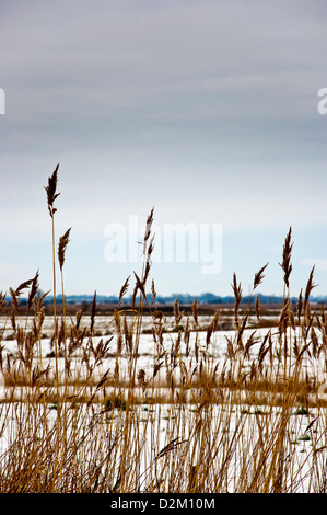 Norfolk Schilf Phragmites Australis Phragmites Communis Schnee Stockfoto