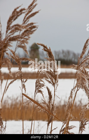 Norfolk Schilf Phragmites Australis Phragmites Communis Schnee Stockfoto