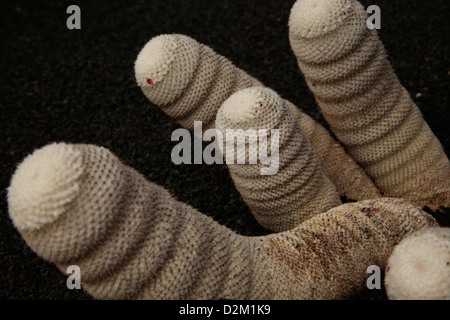 Mammillaria Haageana, Jardín de Cactus, Lanzarote, Kanarische Inseln, Spanien Stockfoto