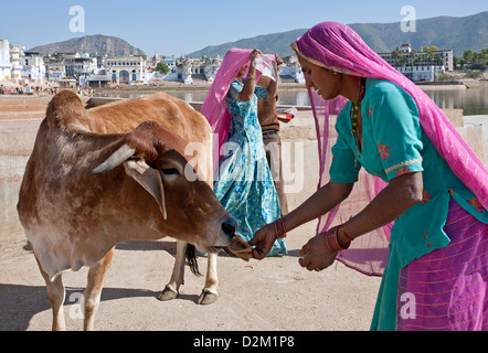 Frau Brot zu geben, zu einer Heiligen Kuh (hindu-Tradition). Pushkar. Rajasthan. Indien Stockfoto