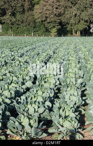 Rosenkohl wachsenden im Feld in Chamboeuf im Département Loire, Frankreich Stockfoto