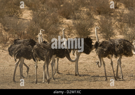 Strauß (Struthio Camelus) Gruppe von jungen Männern, Kalahari-Wüste, Südafrika Stockfoto