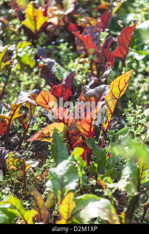 Rote Beete wächst auf Zuteilung Stockfoto