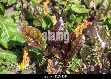 Rote Beete wächst auf Zuteilung Stockfoto