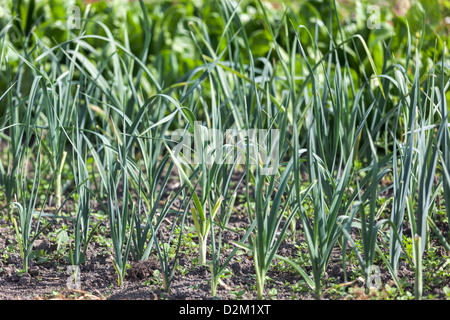 Lauch (Allium Porrum) wächst im Herbst auf Zuteilung Stockfoto